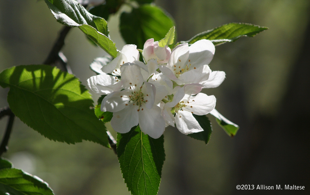 Apple Blossoms 2 by falcon11