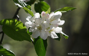 6th May 2013 - Apple Blossoms 2