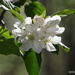 Apple Blossoms 2 by falcon11