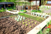 5th May 2013 - The small kitchen garden