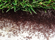 5th May 2013 - Ants