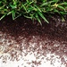 Ants by handmade