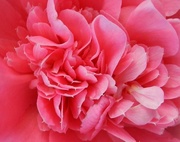 7th May 2013 - Heart of a Peony Flower