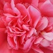 Heart of a Peony Flower by fishers