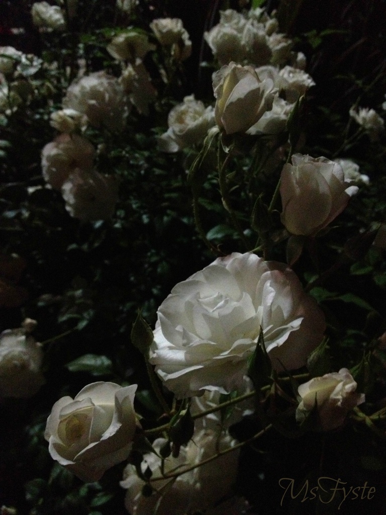 Night Rose by msfyste