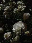 6th May 2013 - Night Rose