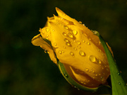 8th May 2013 - 7th May Water droplets on yellow tulip