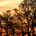 Sunset through the trees at Stanford Hill  by seanoneill