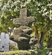 7th May 2013 - A Cross Dragon - Topiary at it's best.