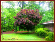 6th May 2013 - Japanese Maple