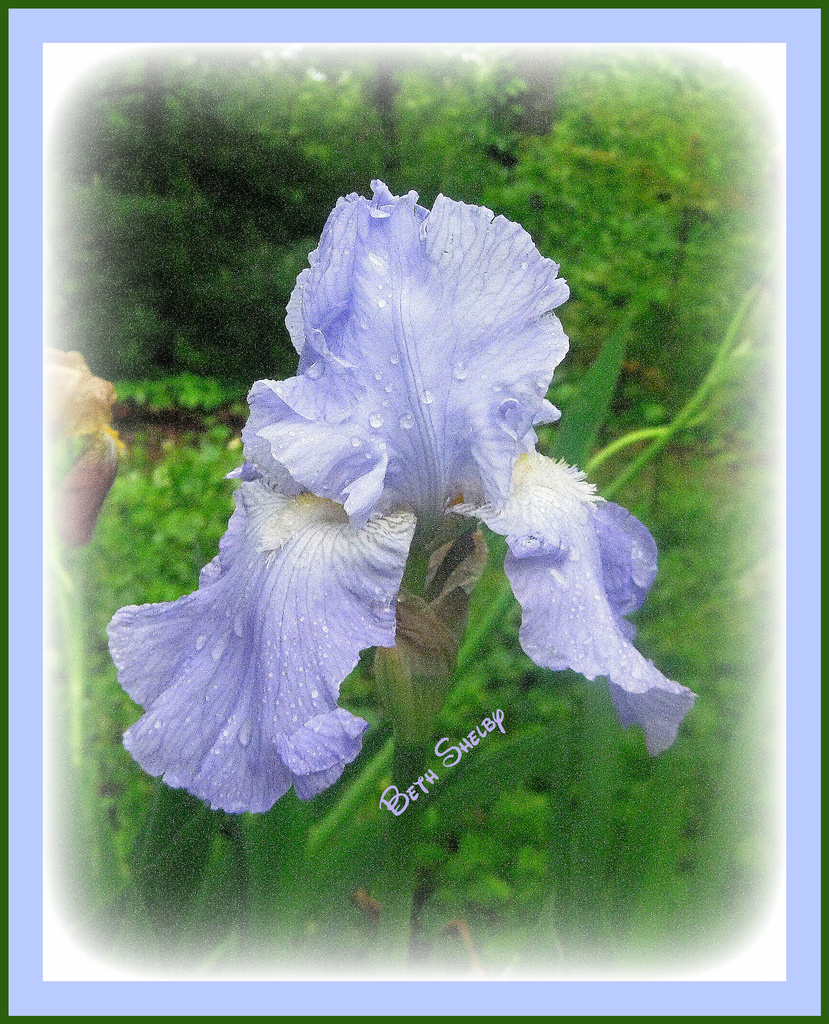 Blue Iris by vernabeth