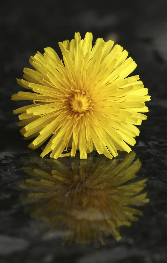 Dandelion and reflection by padlock