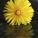 Dandelion and reflection by padlock