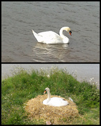 7th May 2013 - #132 Swans nest