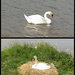 #132 Swans nest by denidouble