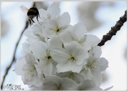 7th May 2013 - Bees a humming!