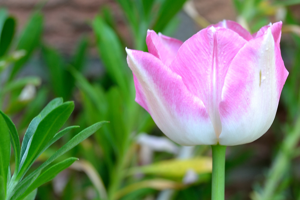 Pink Tulip by richardcreese