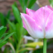 Pink Tulip by richardcreese