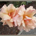 Rose by kiwiflora