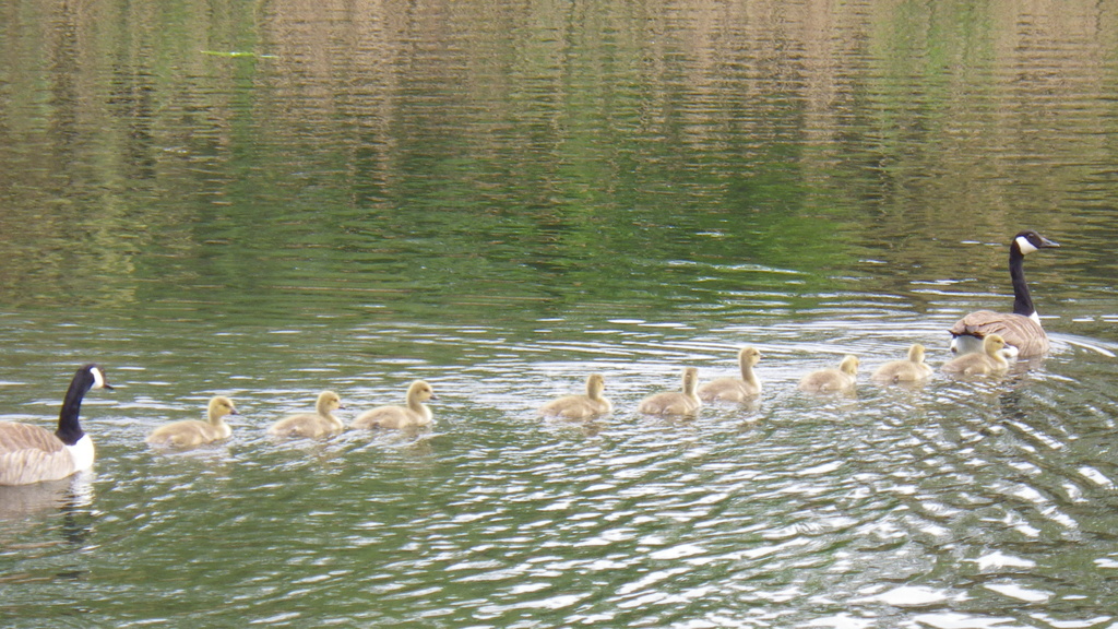 Geese and Goslings  by bizziebeeme