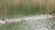 7th May 2013 - Geese and Goslings 