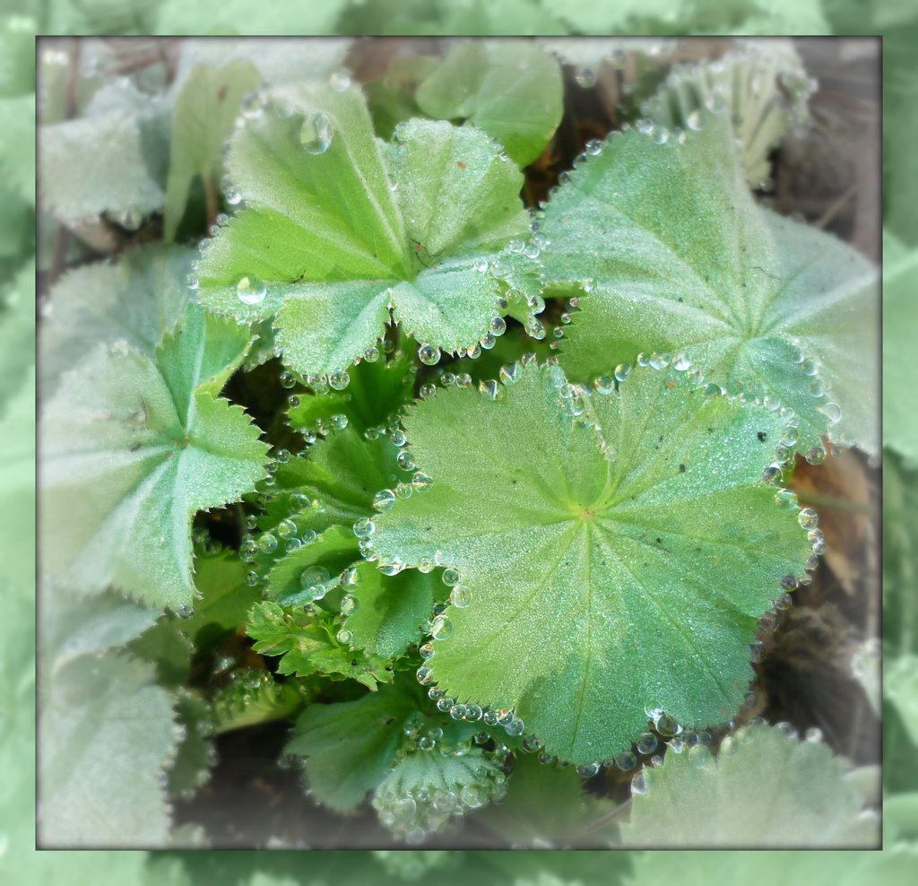 spring green and dew drops by sarah19