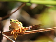 7th May 2013 - Tree Frog.