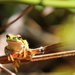 Tree Frog. by jankoos