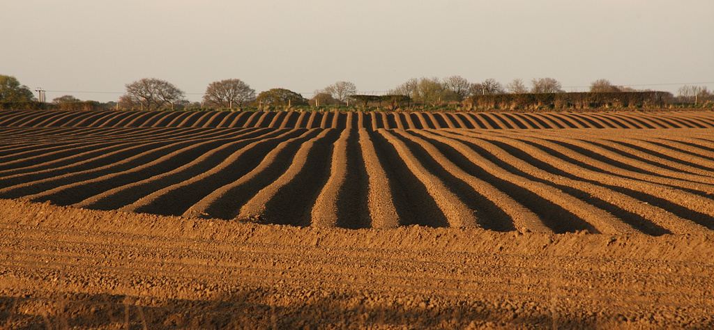 Ploughing a straight furrow by angelar
