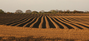 6th May 2013 - Ploughing a straight furrow