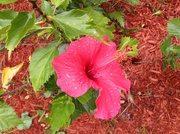 7th May 2013 - Hibiscus