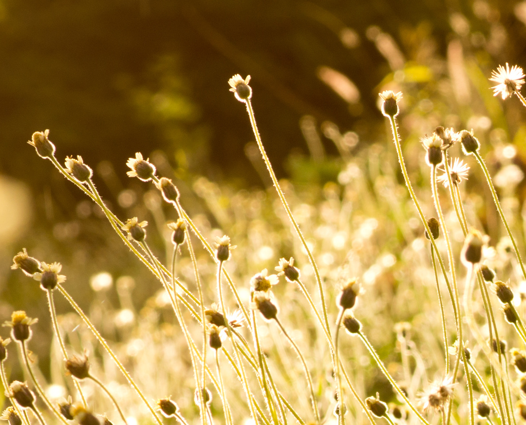 Weeds in the sun by bella_ss