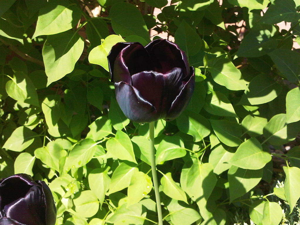 Black Tulip by kimmer50