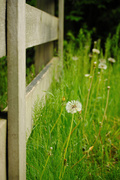 8th May 2013 - Sweet Grasses along the Fence