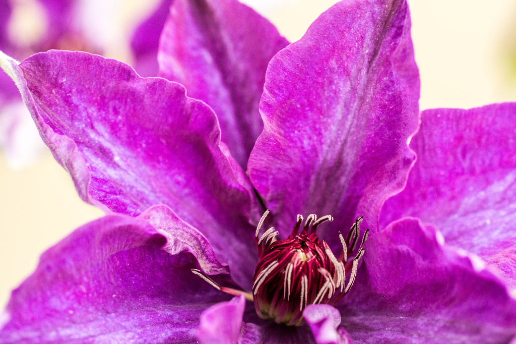 Clematis by cdonohoue
