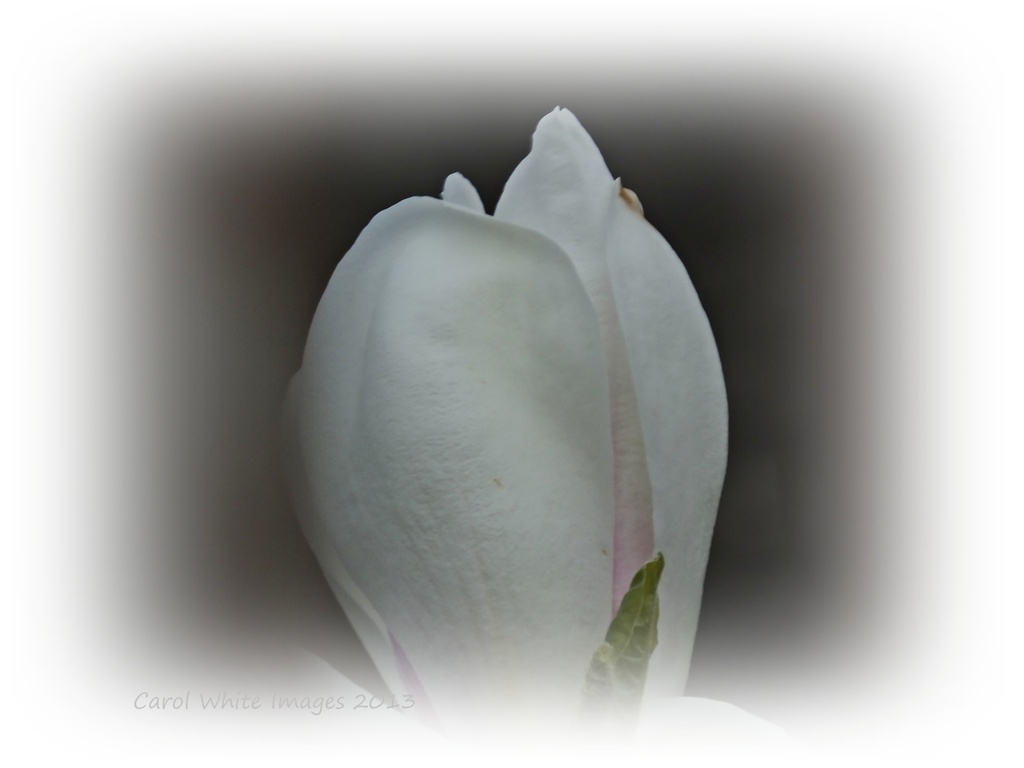 Magnolia Flower by carolmw