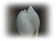 8th May 2013 - Magnolia Flower