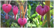 8th May 2013 - I send you dicentra 'hearts' on World Red Cross Day