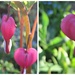 I send you dicentra 'hearts' on World Red Cross Day by quietpurplehaze