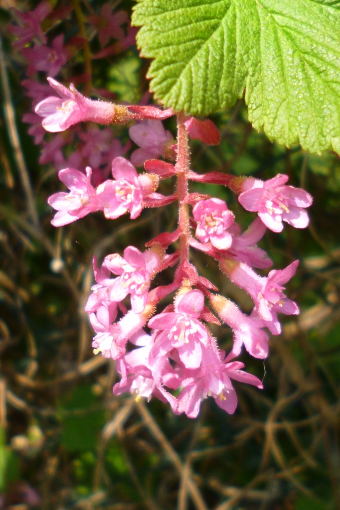 Ribes or Flowering currant by lellie
