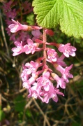 2nd May 2013 - Ribes or Flowering currant