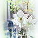 Spring Daffodils by gardencat