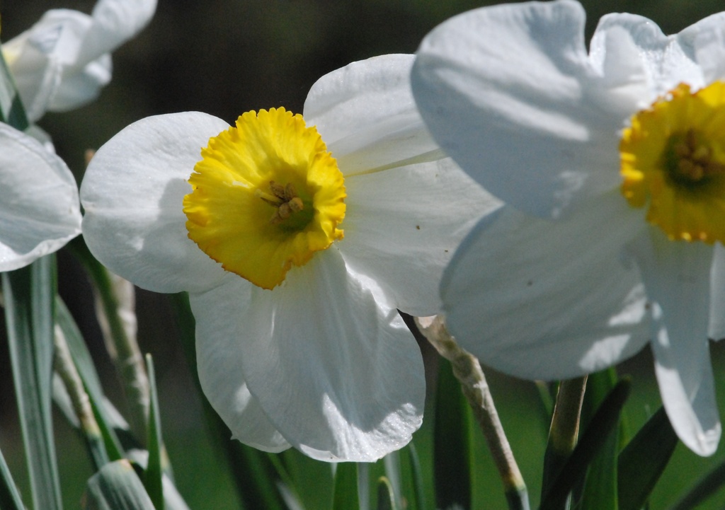 Daffy's are out by farmreporter
