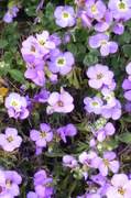 8th May 2013 - Aubretia