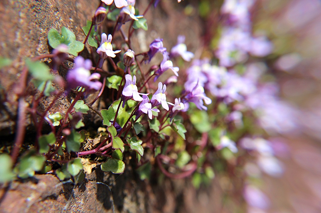 Small flower.  by happypat