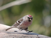 21st Apr 2013 - The Redpoll Two-Step