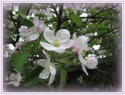8th May 2013 - Apple blossom