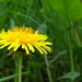 Cliche dandelion - 08-5 by barrowlane