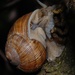 Snail by pavlina