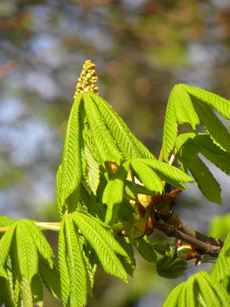 Horse Chestnut by oldjosh